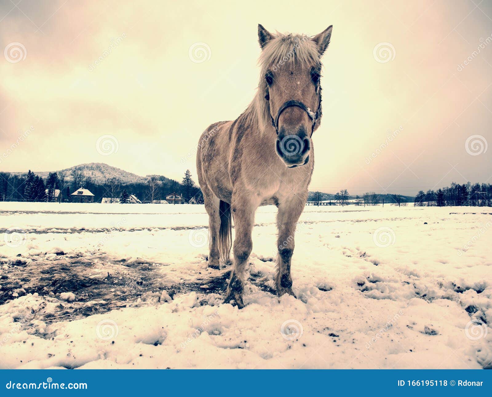 Cavalo pulando na neve com estrelas e flores · Creative Fabrica