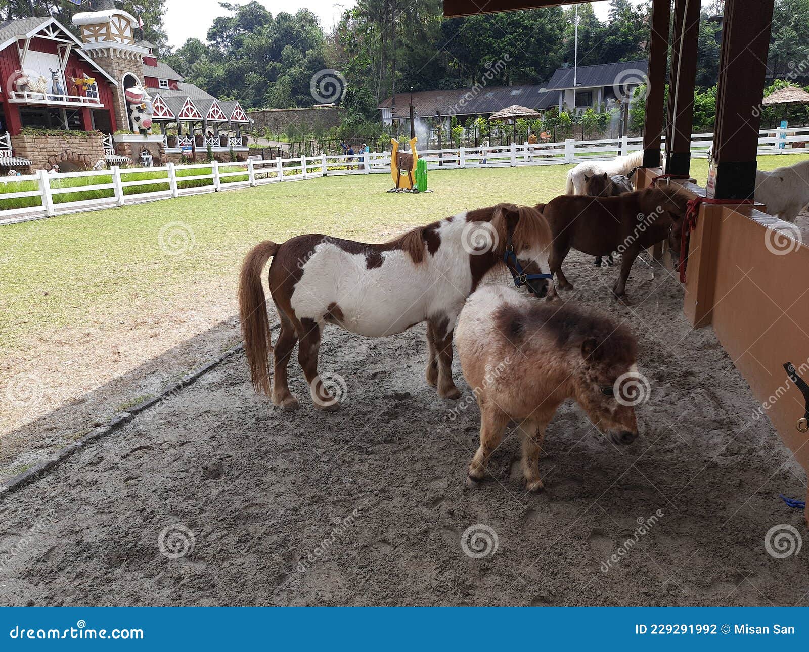 Os pôneis são cavalos anões?