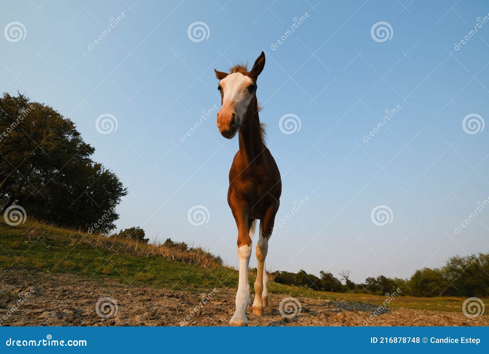 Página 2  Fotos Cavalo Careca, 75.000+ fotos de arquivo grátis de alta  qualidade