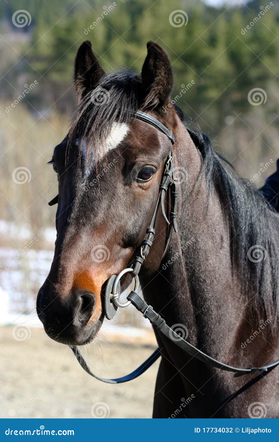 Cara De Um Cavalo De Corrida De Raça Pura Bonita No Treinamento De Dressage  Foto Royalty Free, Gravuras, Imagens e Banco de fotografias. Image 57193614