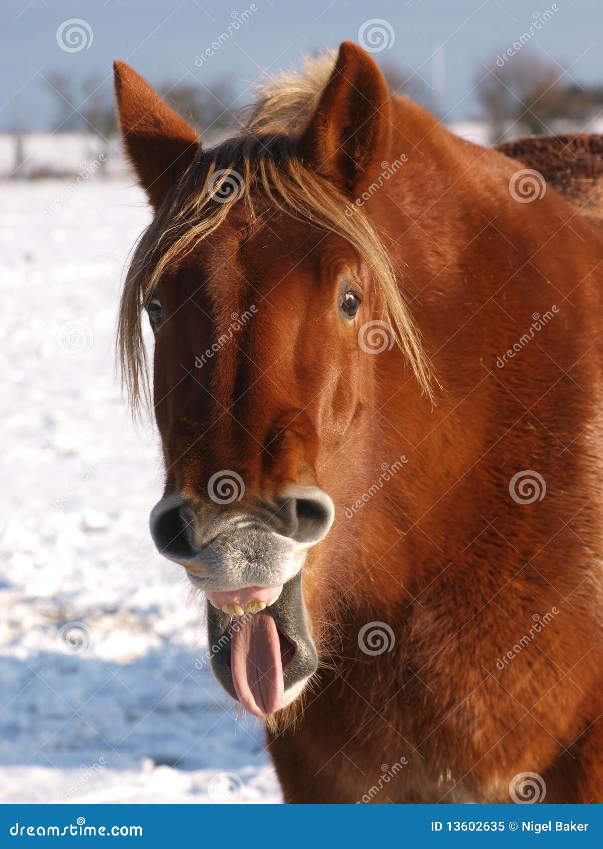 Cavalo de riso foto de stock. Imagem de sorriso, feliz - 59526366