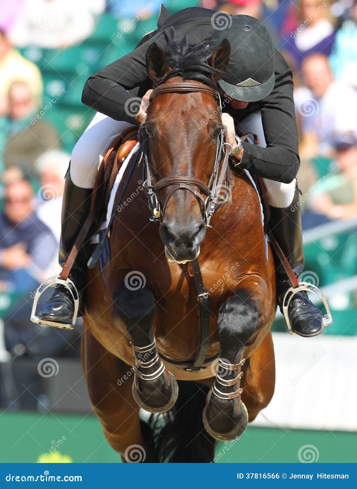 Cavalo de salto. 