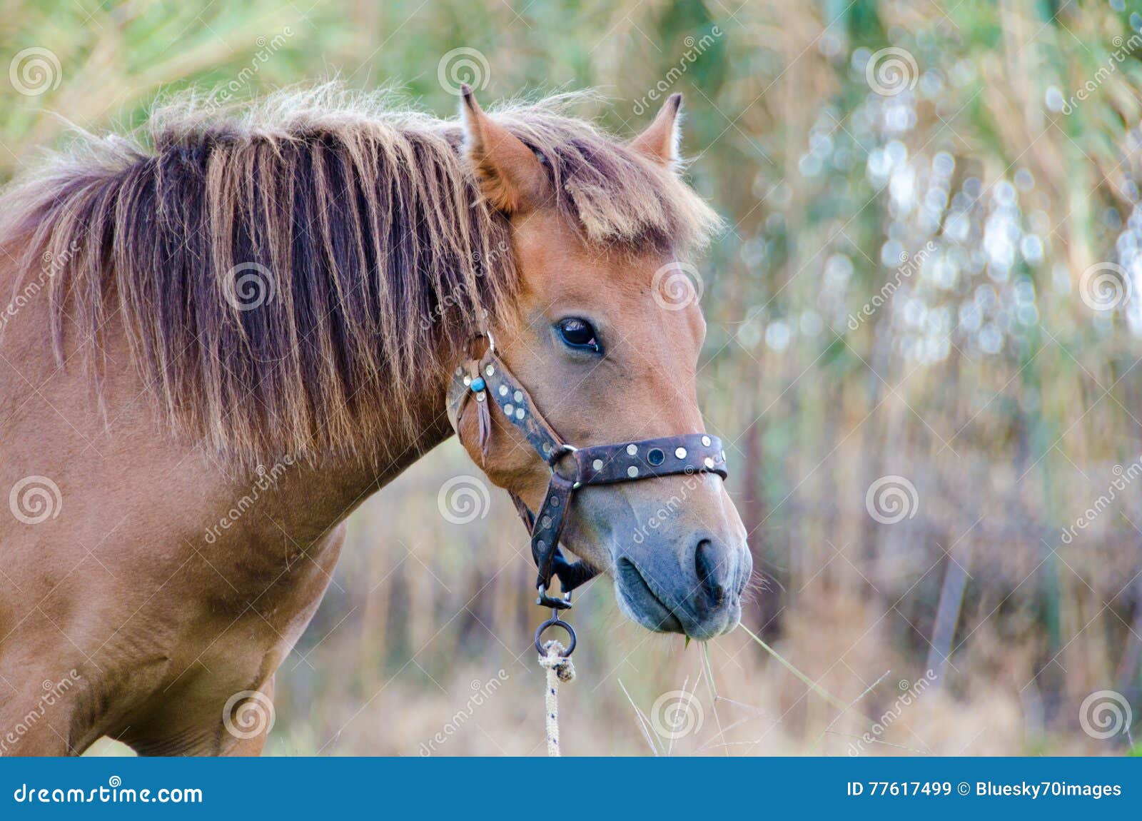 Cavalo Skyriano imagem de stock. Imagem de sunlight, selvagem - 77617499, image size:1600x1150