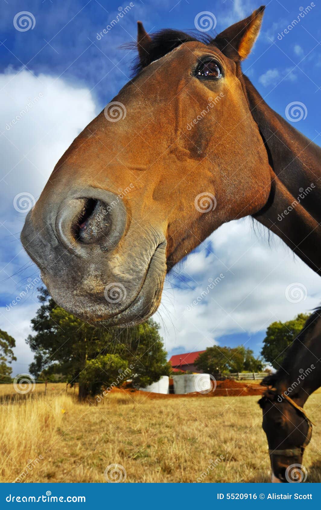 Cavalo de riso foto de stock. Imagem de sorriso, feliz - 59526366