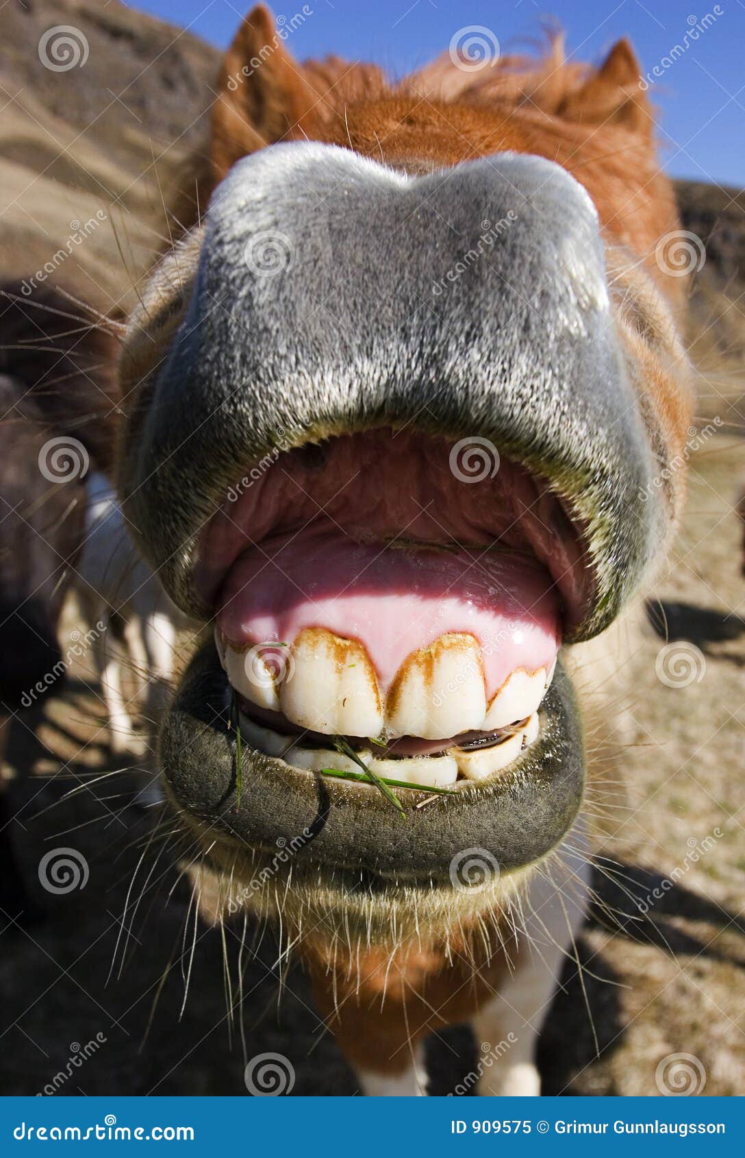 Cavalo de sorriso imagem de stock. Imagem de islandês, sorriso