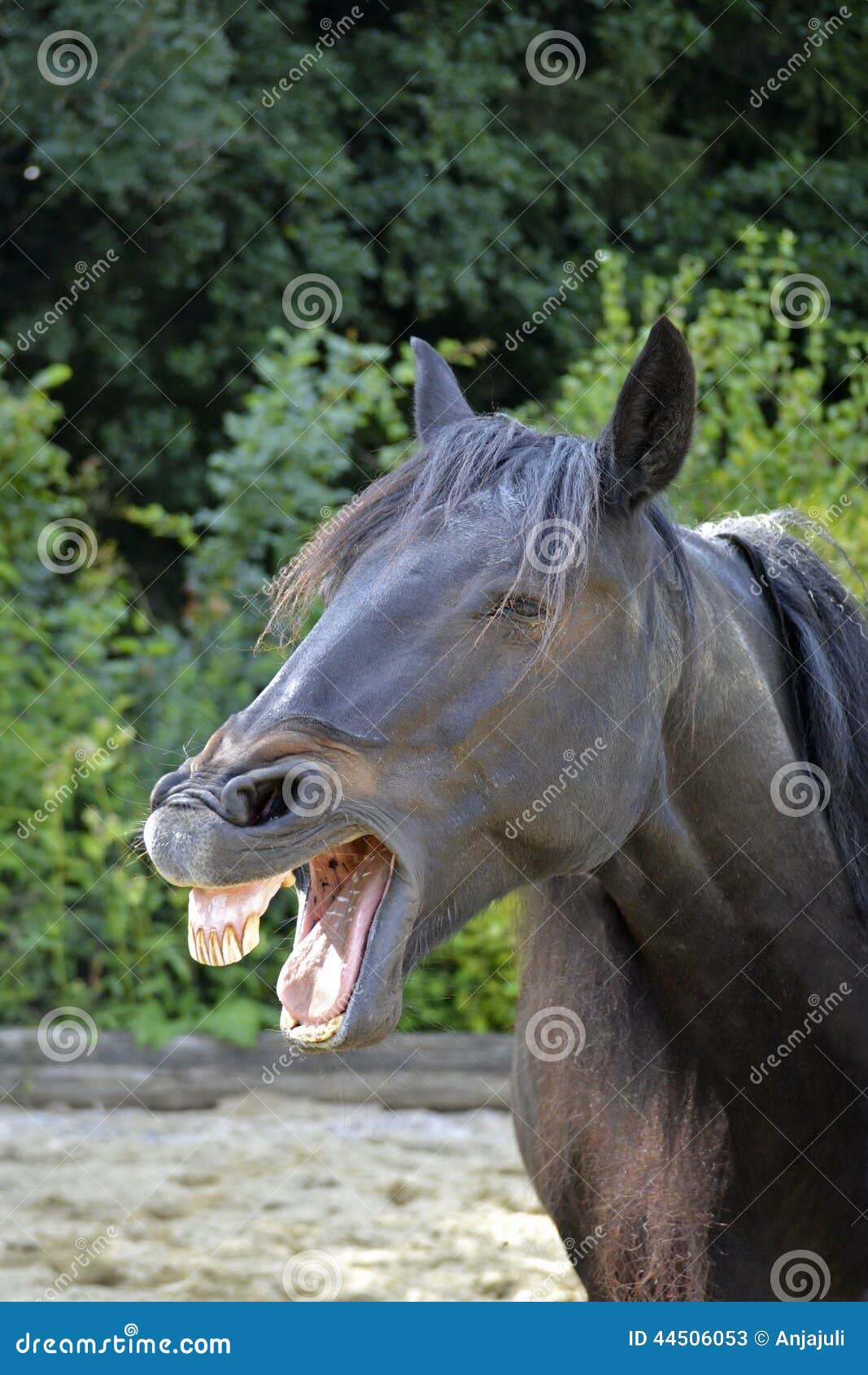 Você já viu um cavalo sorrindo? - Momento Equestre