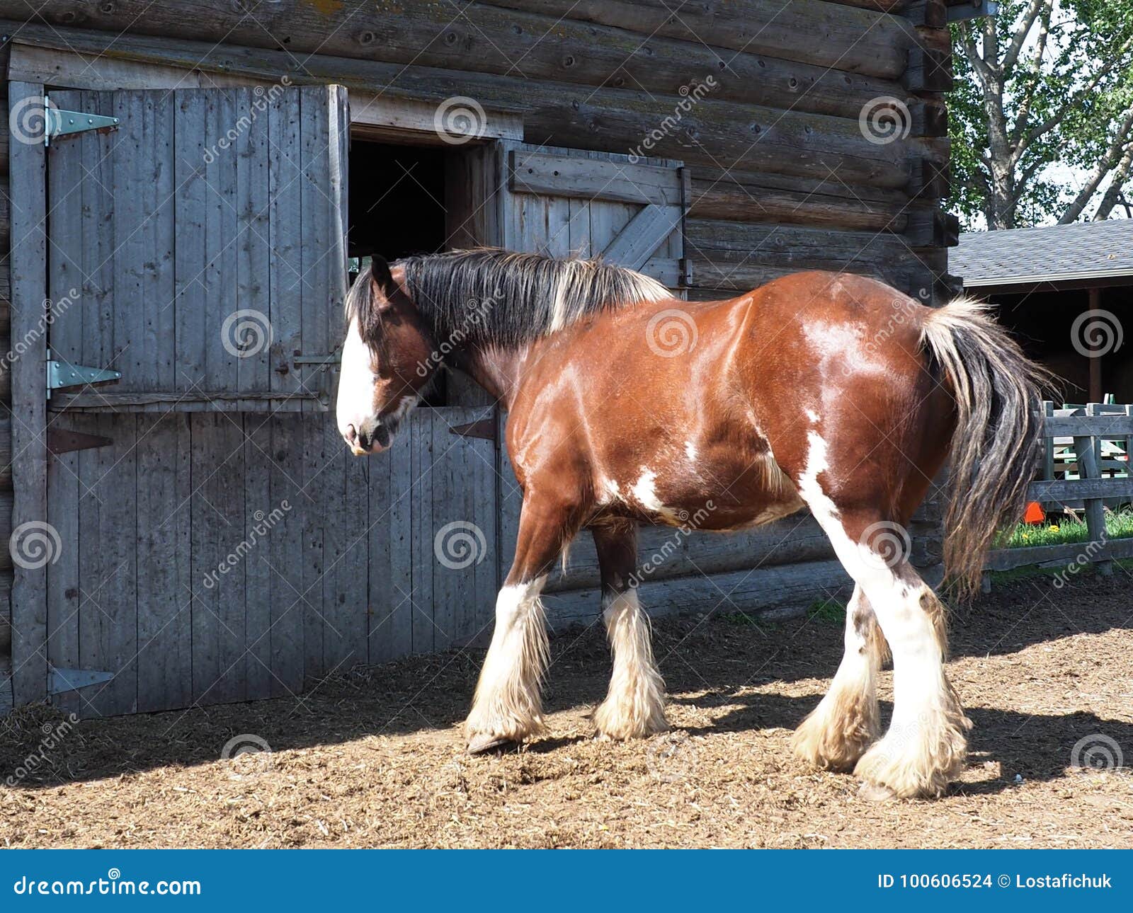 Cavalo De Trabalho Na Frente Do Celeiro Foto de Stock - Imagem de animal,  zoologia: 100606524