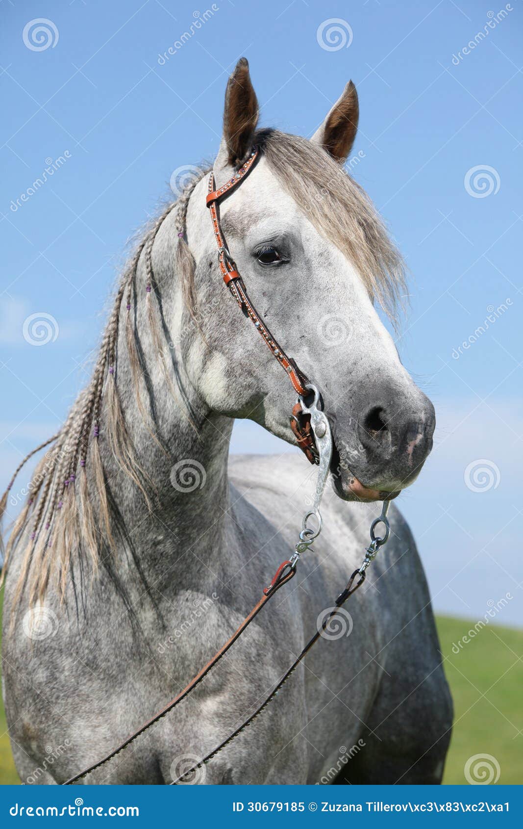 Cavalo De Um Quarto Cinzento Na Frente Do Céu Azul Imagem de Stock - Imagem  de forte, breio: 30679185