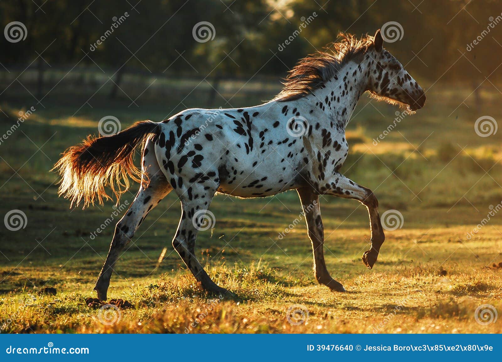 Foto de Cavalo Appaloosa Corre Galope No Prado No Verão e mais fotos de  stock de Cavalo Appaloosa - Cavalo Appaloosa, Animal, Animal de estimação -  iStock