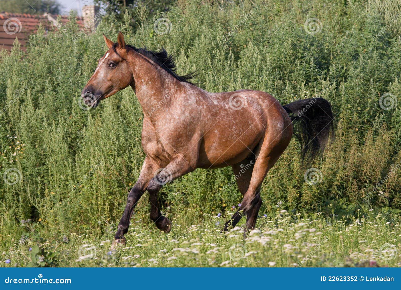 Foto de Cavalo Appaloosa Corre Galope No Prado No Verão e mais fotos de  stock de Cavalo Appaloosa - Cavalo Appaloosa, Animal, Animal de estimação -  iStock