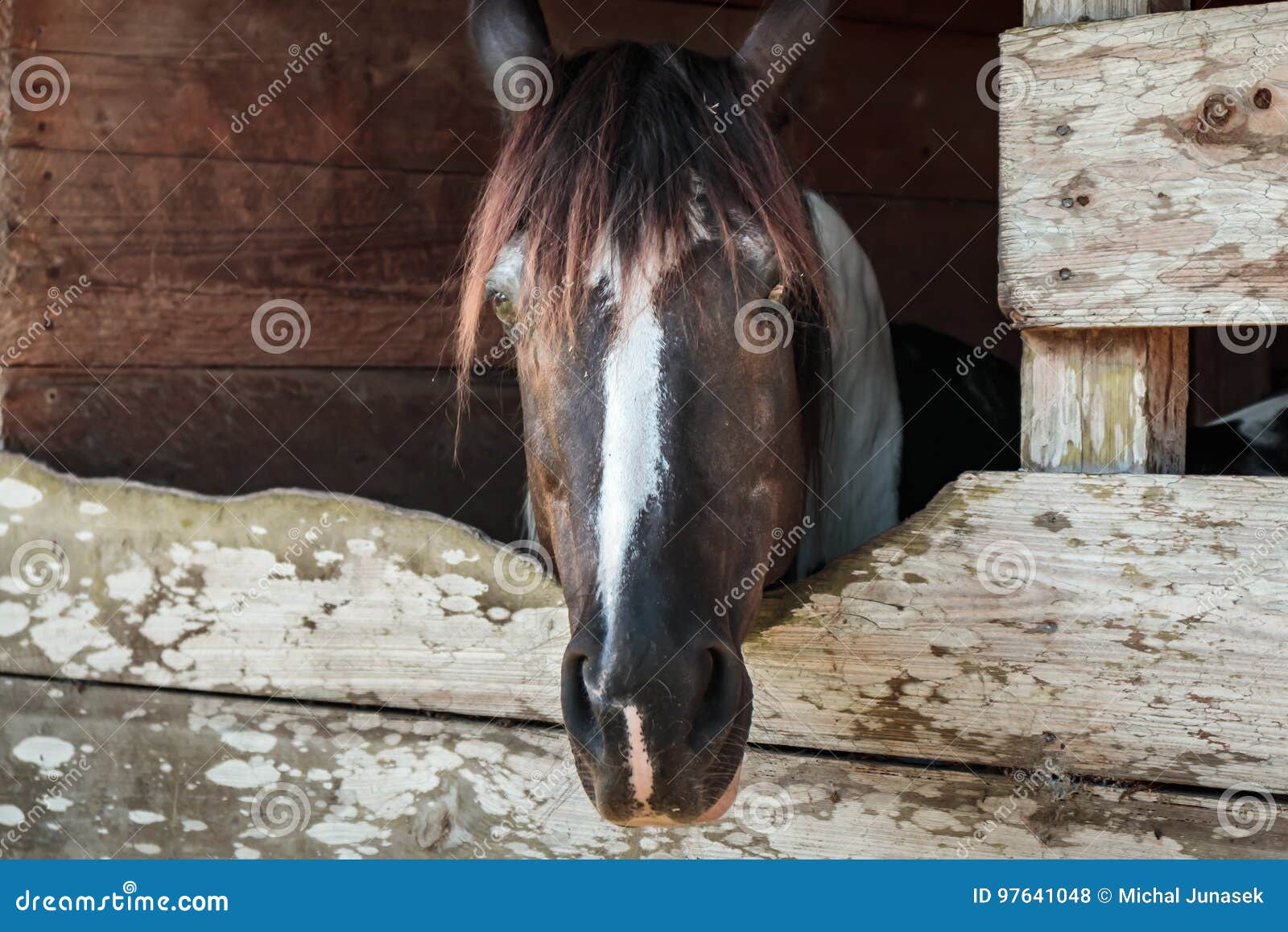 Cavalo do bom dia foto de stock. Imagem de retrato, rancho - 97641048 Cavalo do bom dia foto de stock. Imagem de retrato, rancho - 97641048