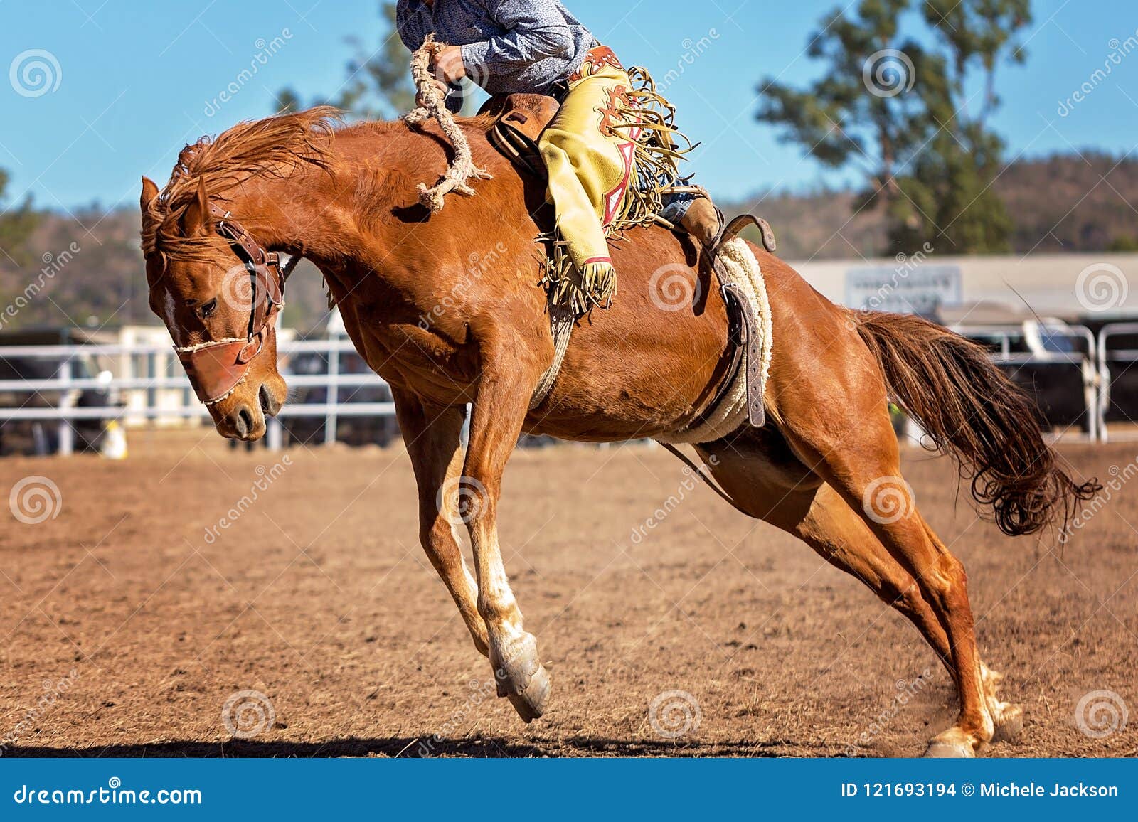 Rodeio em cavalos