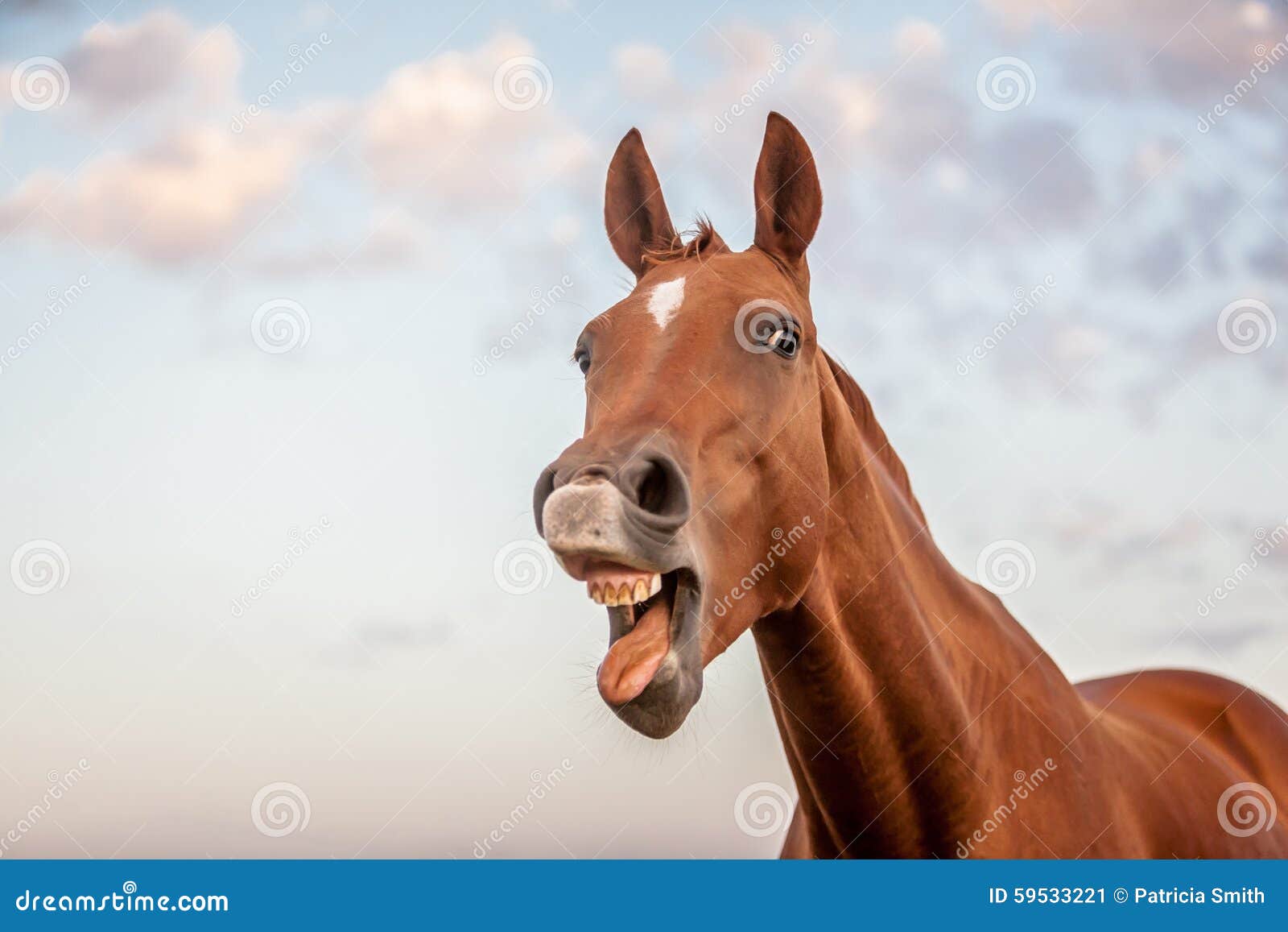 Cavalo sorrindo  Laughing animals, Funny horse pictures, Funny