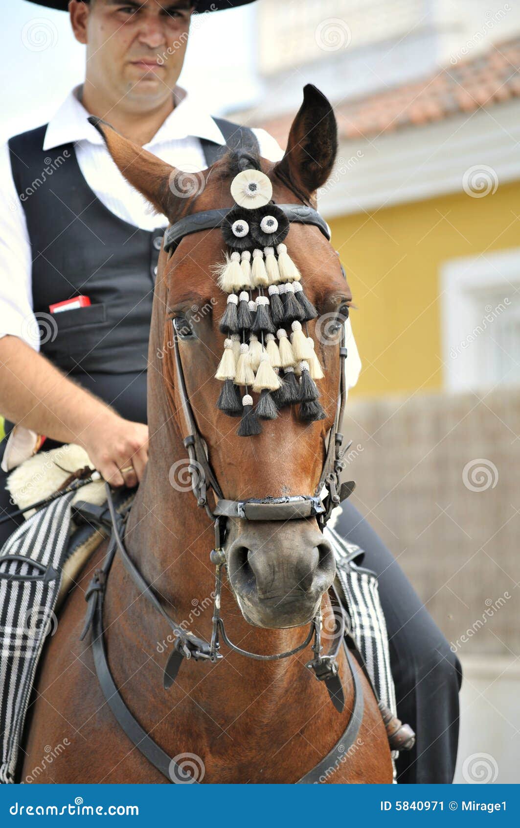 Cavalo espanhol com cavaleiro. Cavalo de Andalucian da castanha com cavaleiro no vestido tradicional.