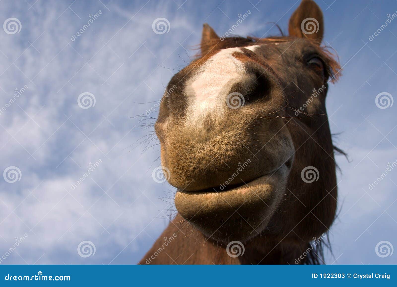 Foto Jovem feliz sorrindo família com cavalo. Família de quatro