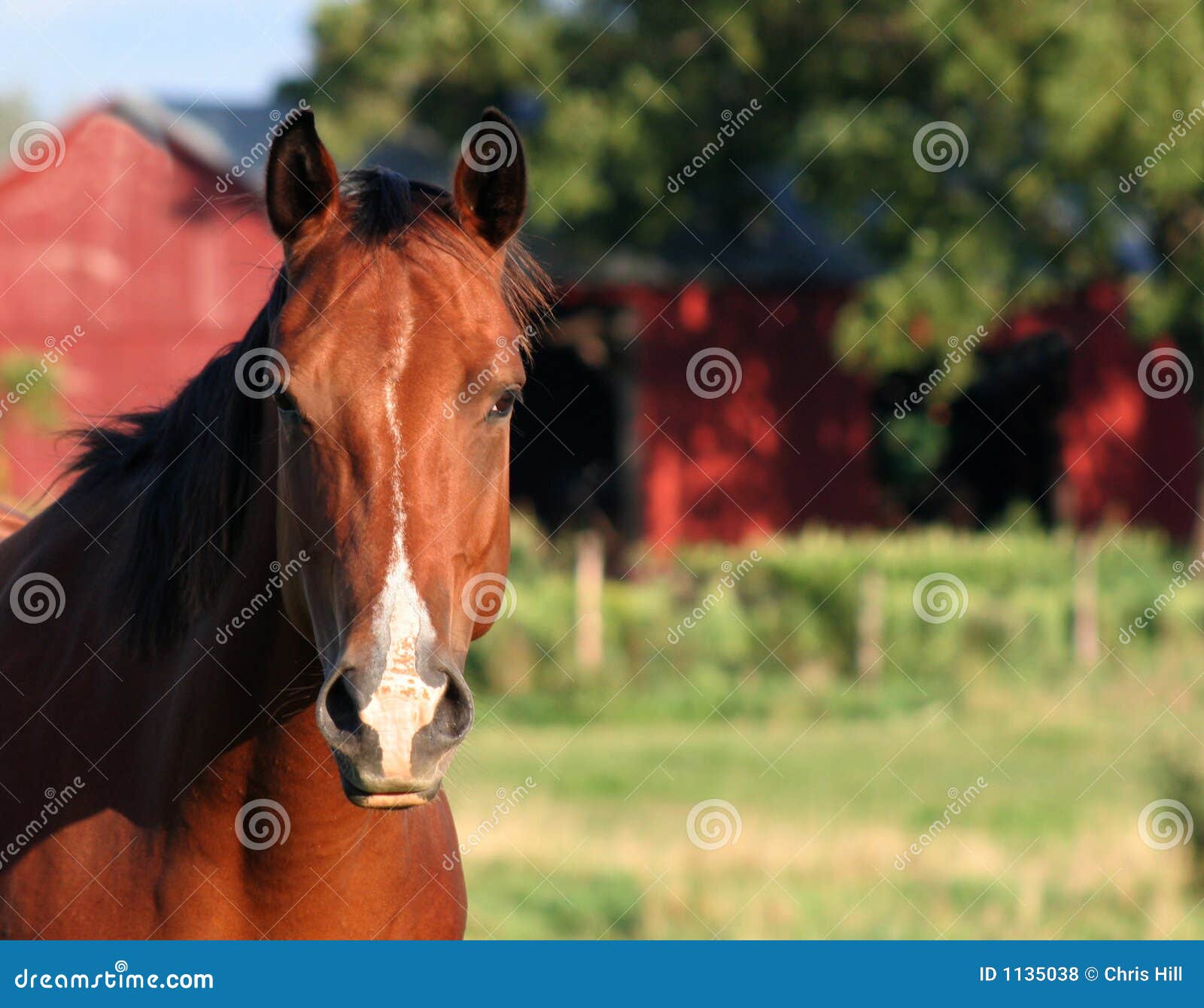 Cavalo frente a frente foto de stock. Imagem de fazenda - 1135038