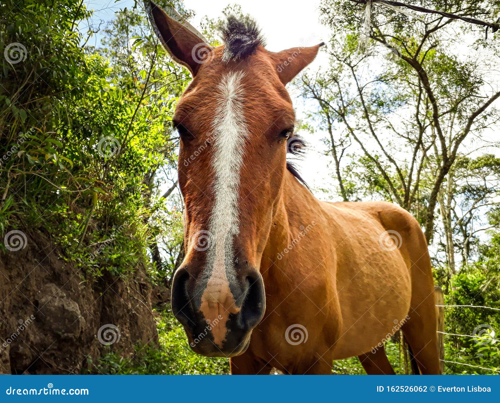 Cavalo Virada Para A Frente - Fotografias de stock e mais imagens de Animal  - Animal, Cavalo - Família do Cavalo, Fotografia - Imagem - iStock