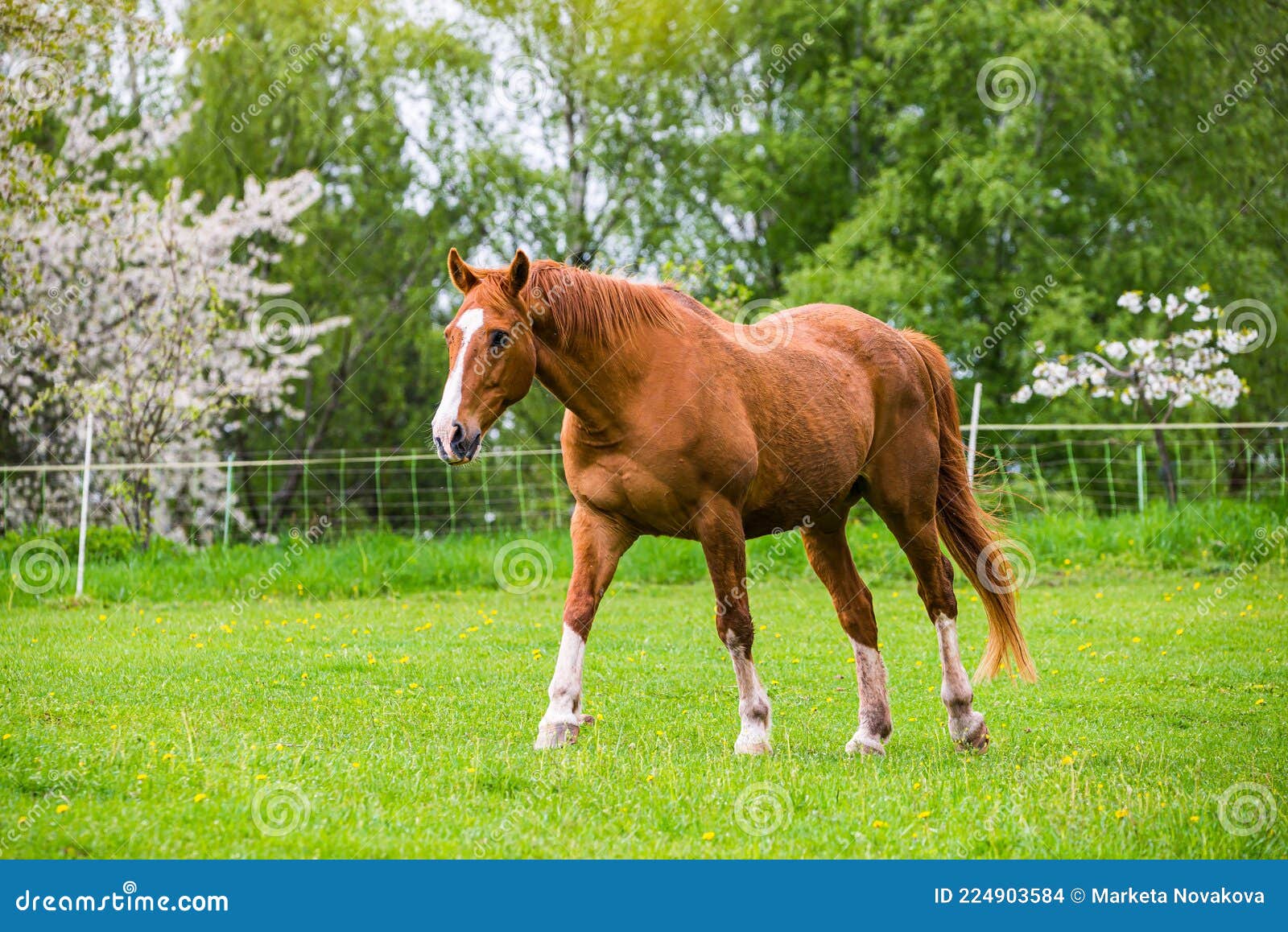 Cabeça De Cavalo Em Frente a Uma Colina Foto de Stock - Imagem de pastar,  monte: 202352444