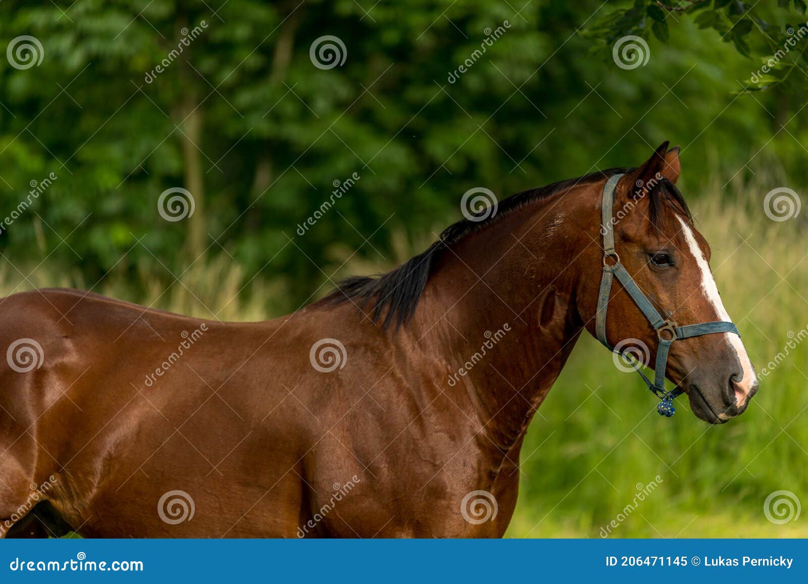 Um cavalo com uma mancha branca na cabeça está parado em frente a um fundo  branco.