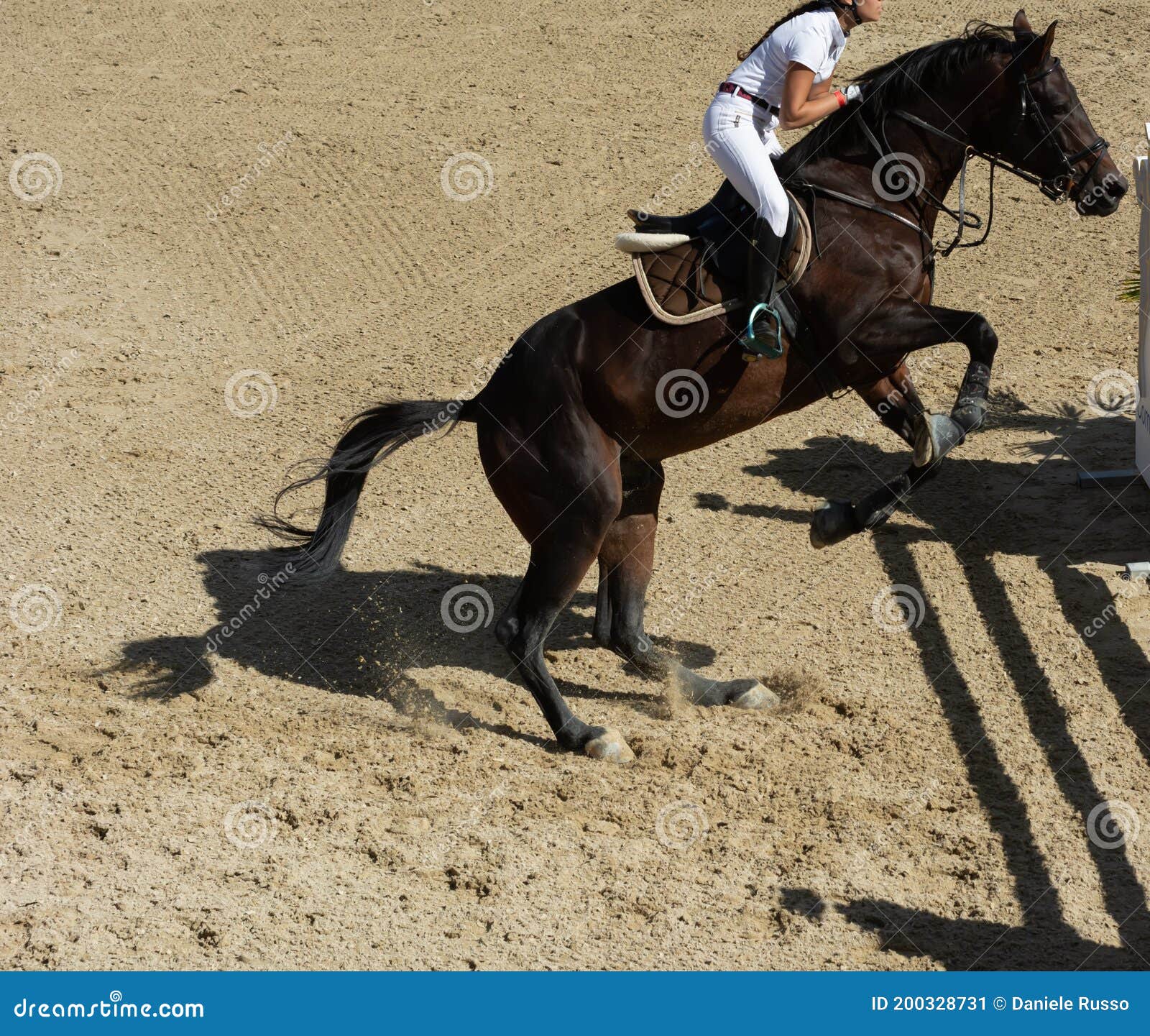 Fundo Pulando Cavalo Pulando Pulando Um Foto E Imagem Para