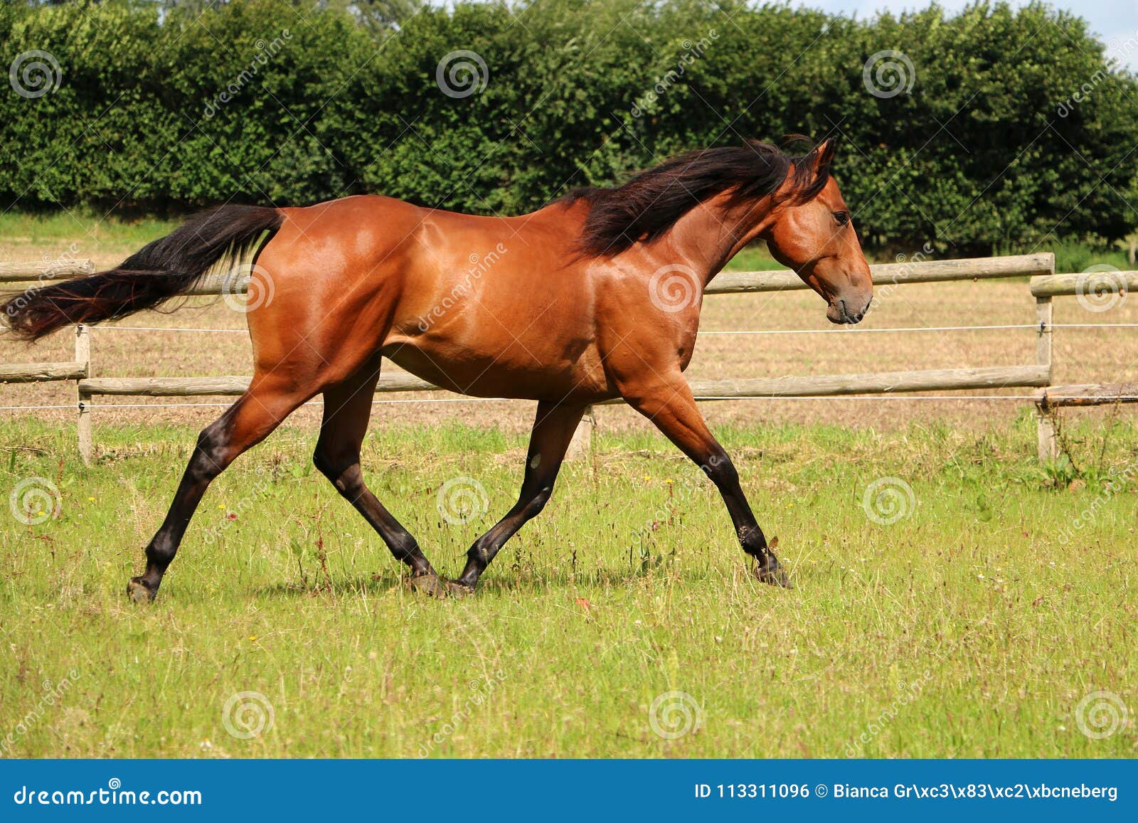 Um cavalo marrom está correndo com a palavra cavalo na frente