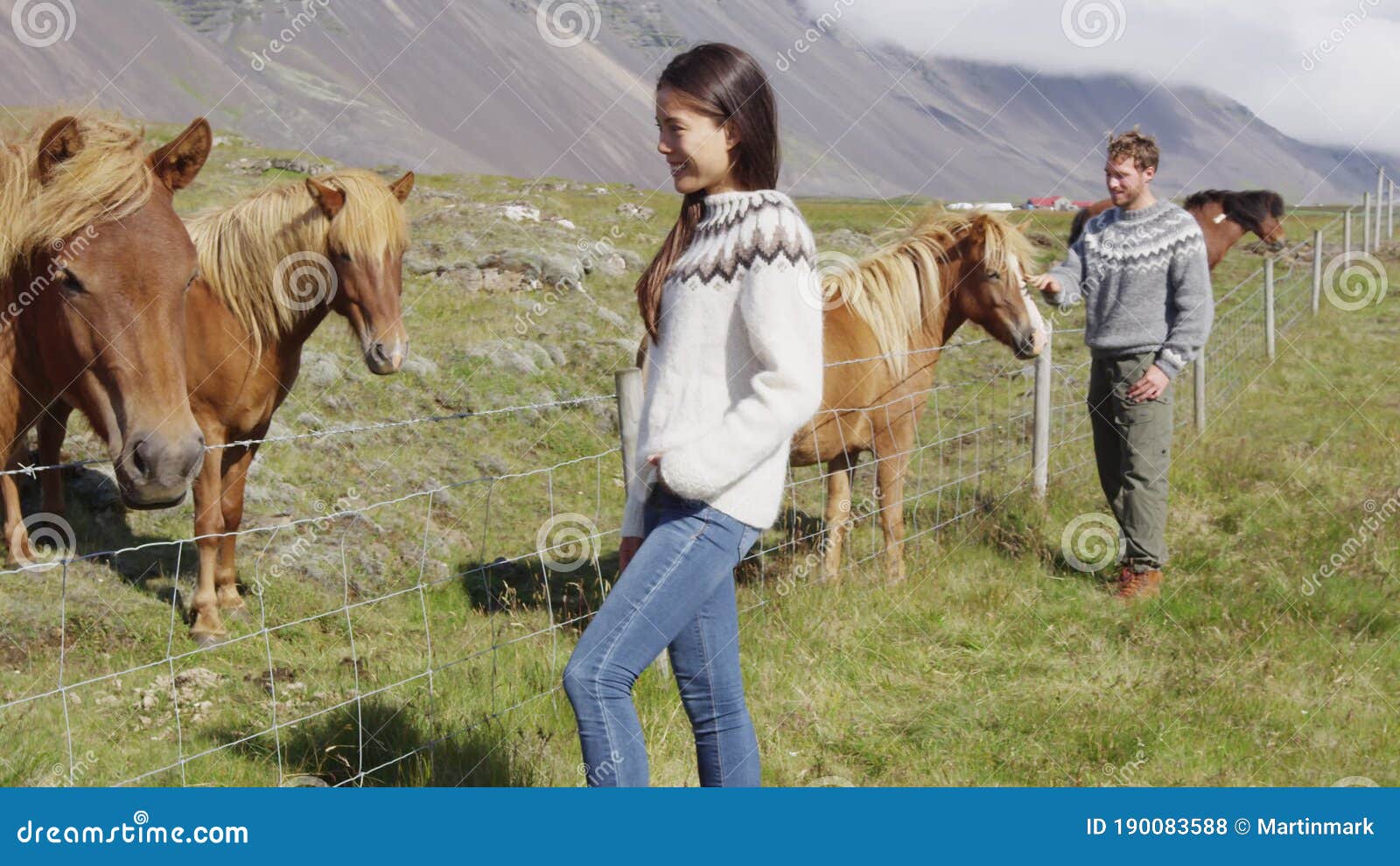 Cavalo Islandês Sorrindo Em Um Campo Na Islândia. Foto Royalty