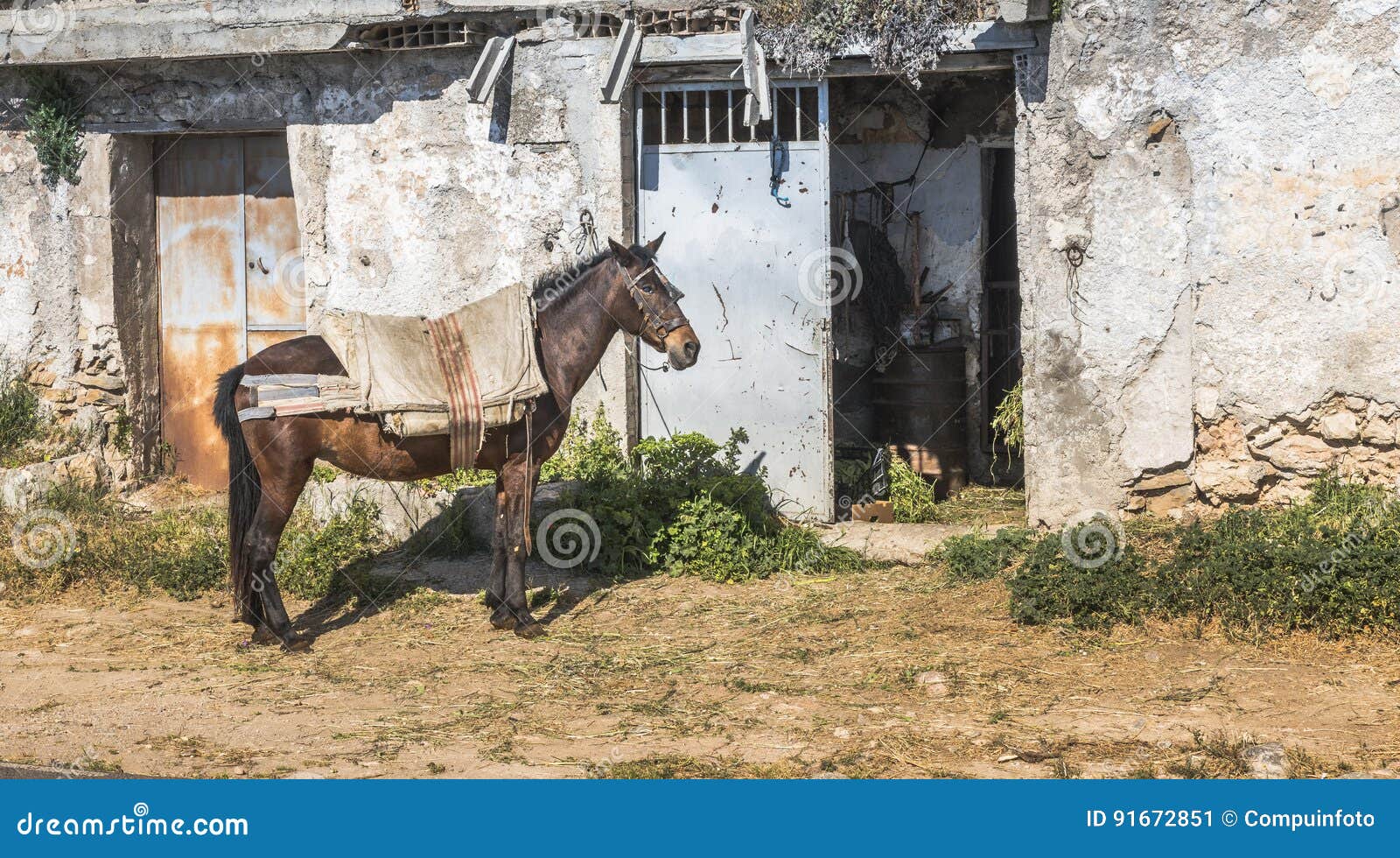 Cavalo Na Frente Da Casa Na Andaluzia Imagem de Stock - Imagem de curso,  animal: 91672851