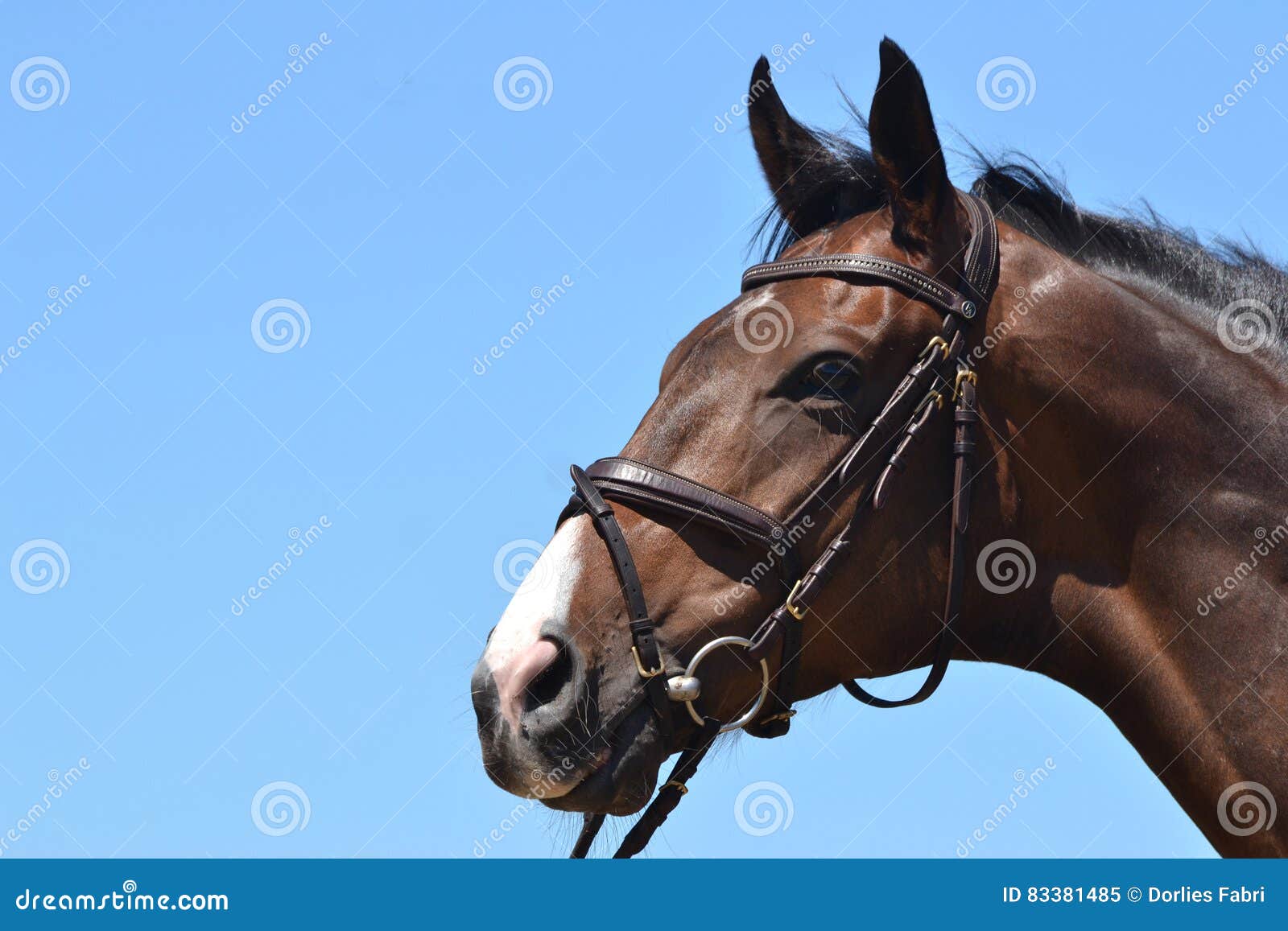 Cavalo De Um Quarto Cinzento Na Frente Do Céu Azul Imagem de Stock - Imagem  de forte, breio: 30679185