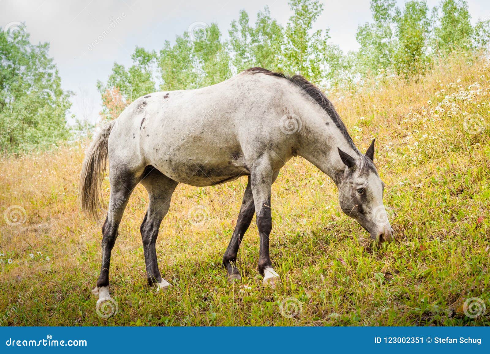 Cabeça De Cavalo Em Frente a Uma Colina Foto de Stock - Imagem de pastar,  monte: 202352444