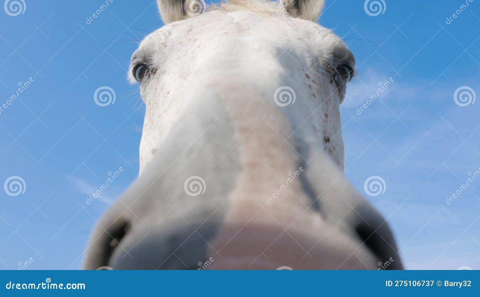 Cavalo Branco Na Frente De Você Que Olha a Você Foto de Stock - Imagem de  você, homem: 75585610