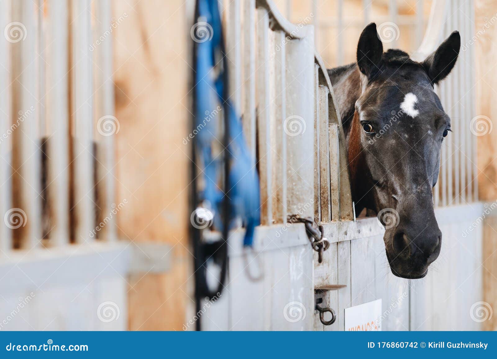 Um cavalo com uma mancha branca na cabeça está parado em frente a um fundo  branco.