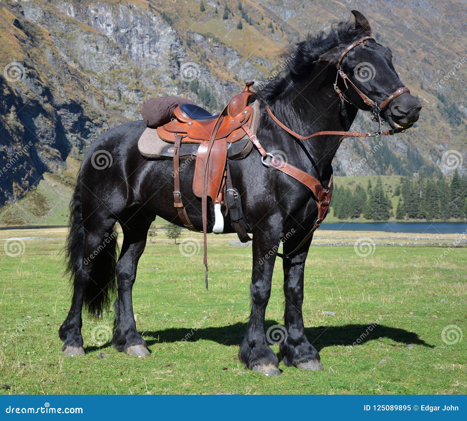 Cavalo Pulando Durante O Encontro De Cavalo Em Todo O País Pela Manhã  Fotografia Editorial - Imagem de grama, verde: 160272922