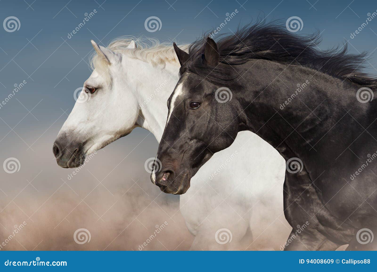 Cavalo Preto Fotos e Imagens para Baixar Grátis