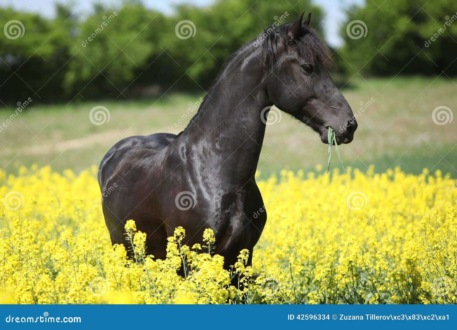 Cavalo preto comendo pastagem no curral a frente de um cavalo pardo Stock  Photo