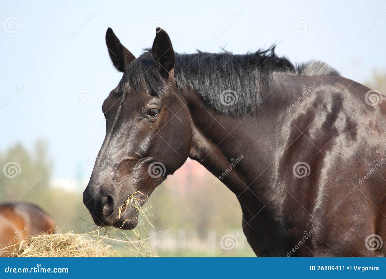 Cavalo preto comendo pastagem no curral a frente de um cavalo pardo Stock  Photo