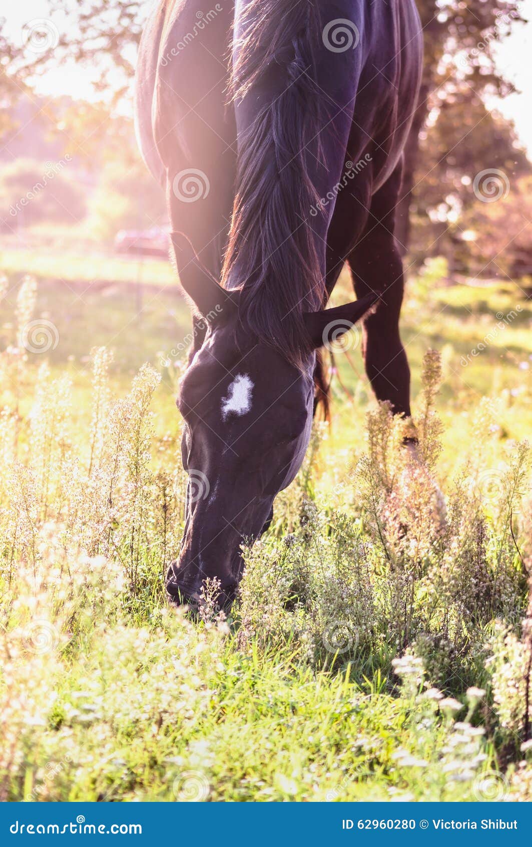 Cavalo preto comendo pastagem no curral a frente de um cavalo pardo Stock  Photo
