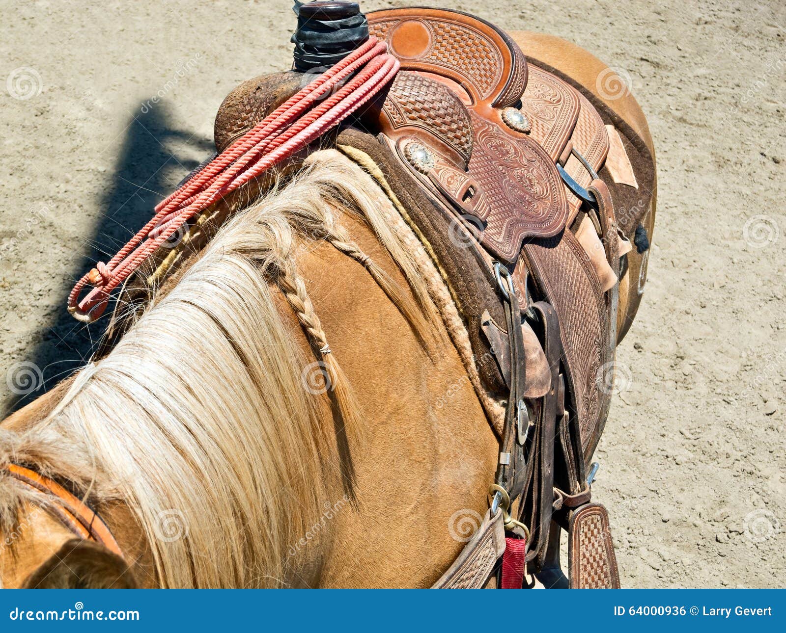 Cavalo de Rodeio: quais características esse animal deve ter?