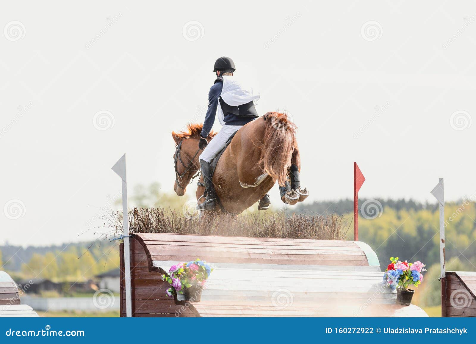 Cavalo Pulando Durante O Encontro De Cavalo Em Todo O País Pela Manhã  Fotografia Editorial - Imagem de grama, verde: 160272922