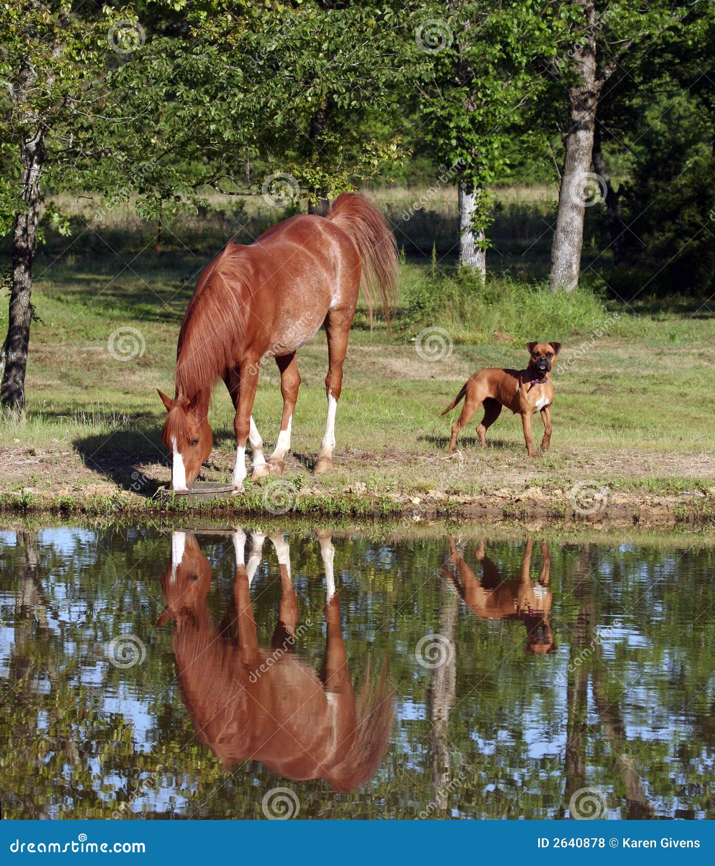 Cavalo que bebe da lagoa. Cavalo árabe que bebe fora da lagoa com um cão do pugilista