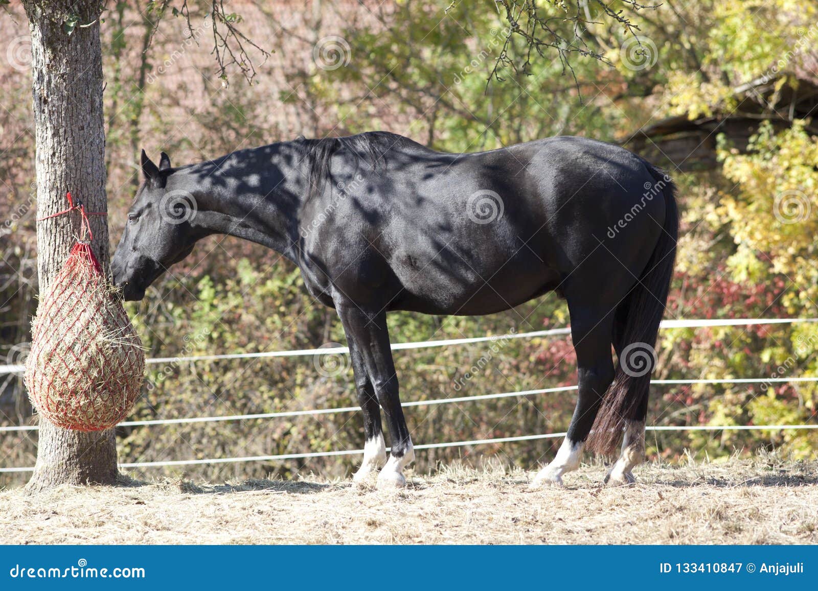 Raque Histórico De Feno Rake Grief Rake Costumava Ser Puxado Por Cavalo  Imagem de Stock - Imagem de usado, velho: 232204351