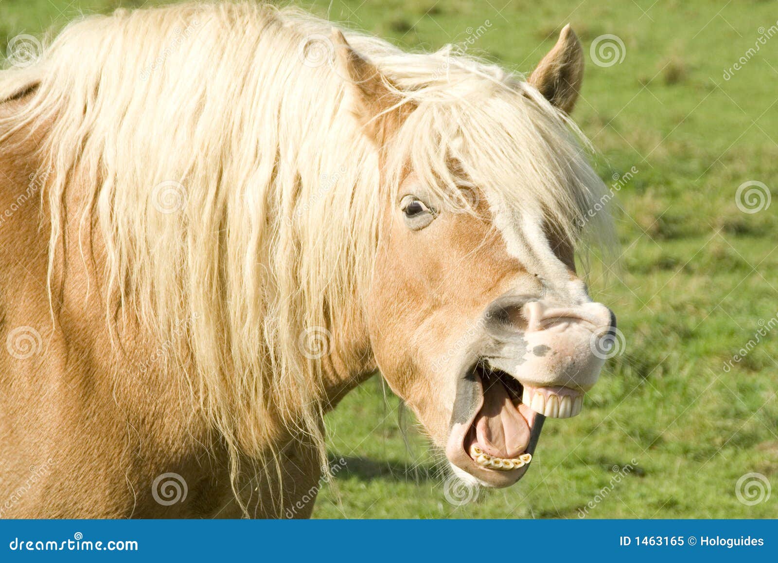 Cavalo sorrindo e mostrando dentes — Contexto, Luz do dia - Stock