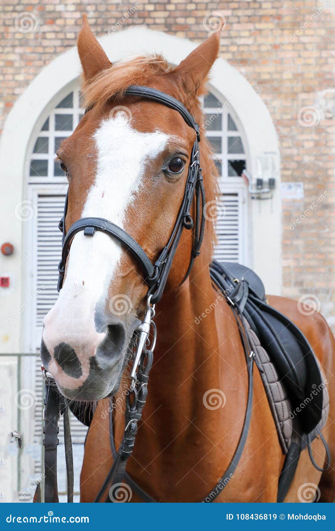 Cavalo Que Olha Para a Frente Imagem de Stock - Imagem de beleza, porta:  108436819