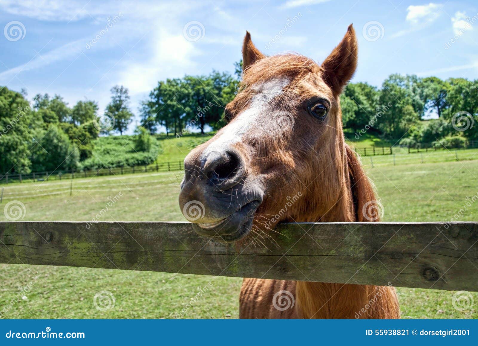 Cavalo Branco Que Sorri No Fundo Escuro Imagem de Stock - Imagem