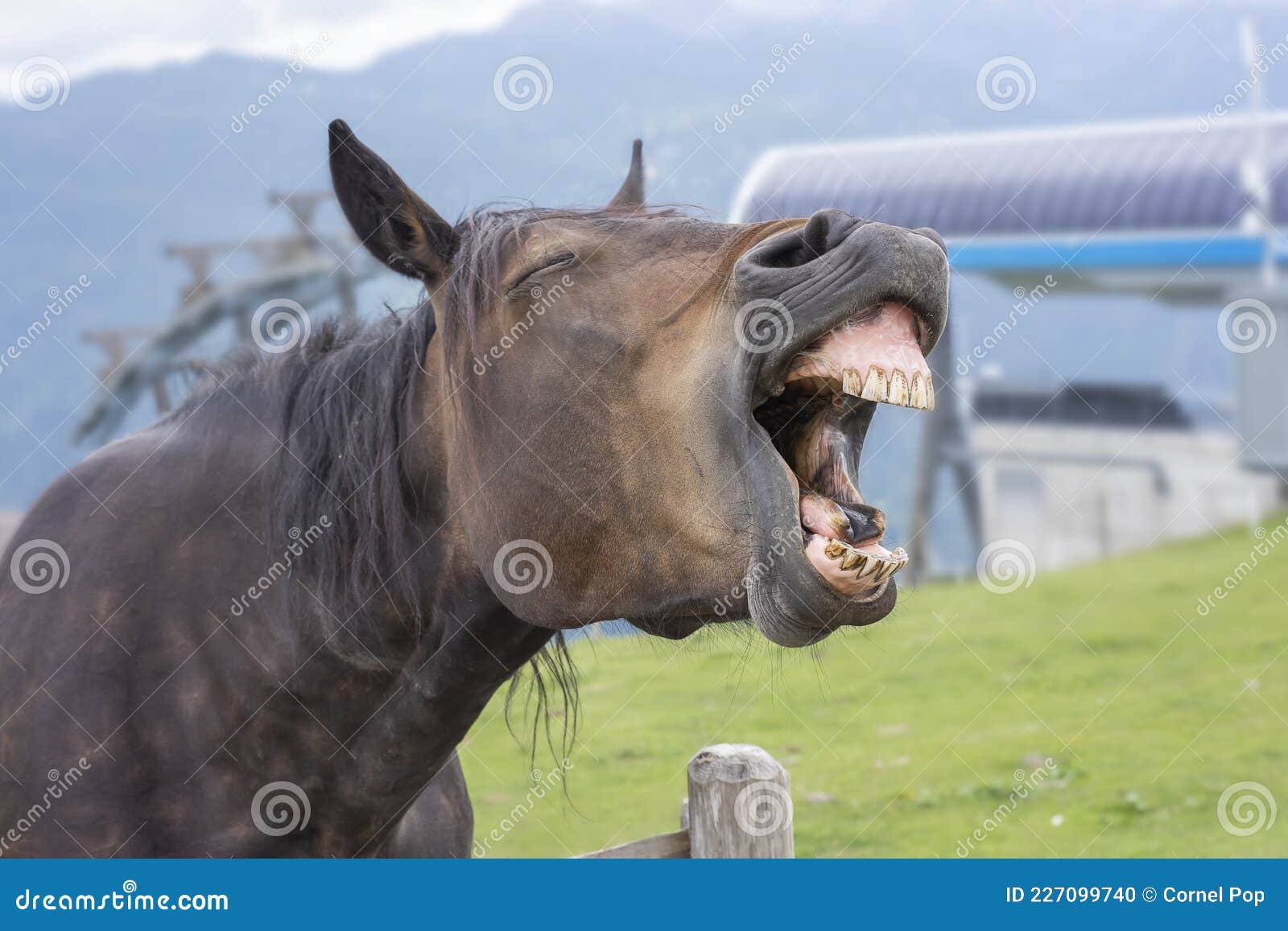 Cavalo rindo da câmera. foto de stock. Imagem de rural - 227099740