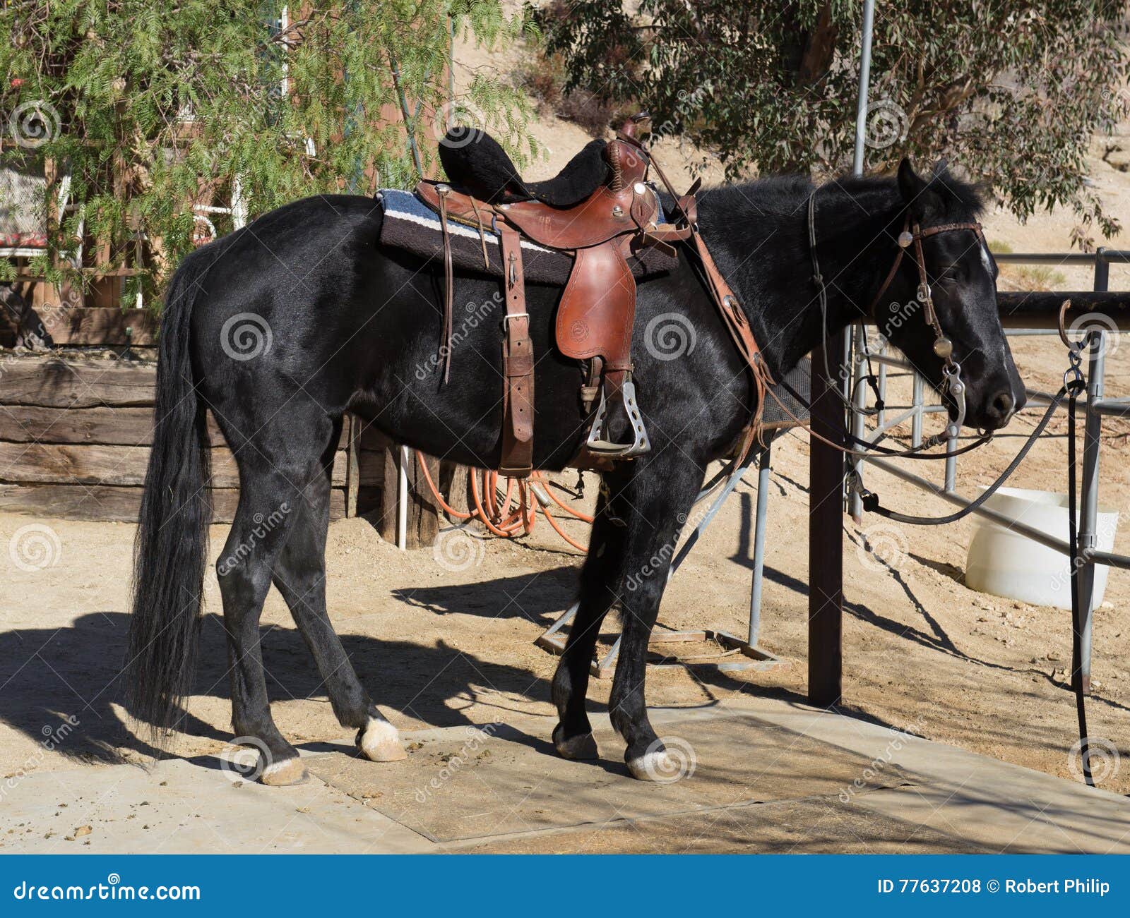 Featured image of post Foto De Cavalo Selado