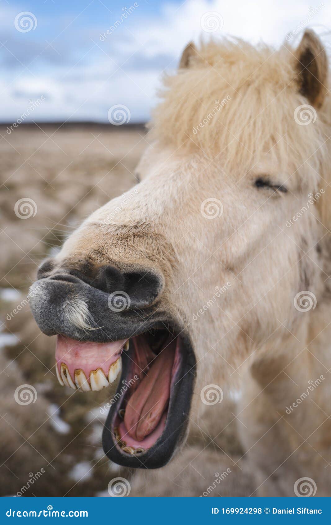 Cavalo Sorrindo Em Campos Islandeses Foto de Stock - Imagem de