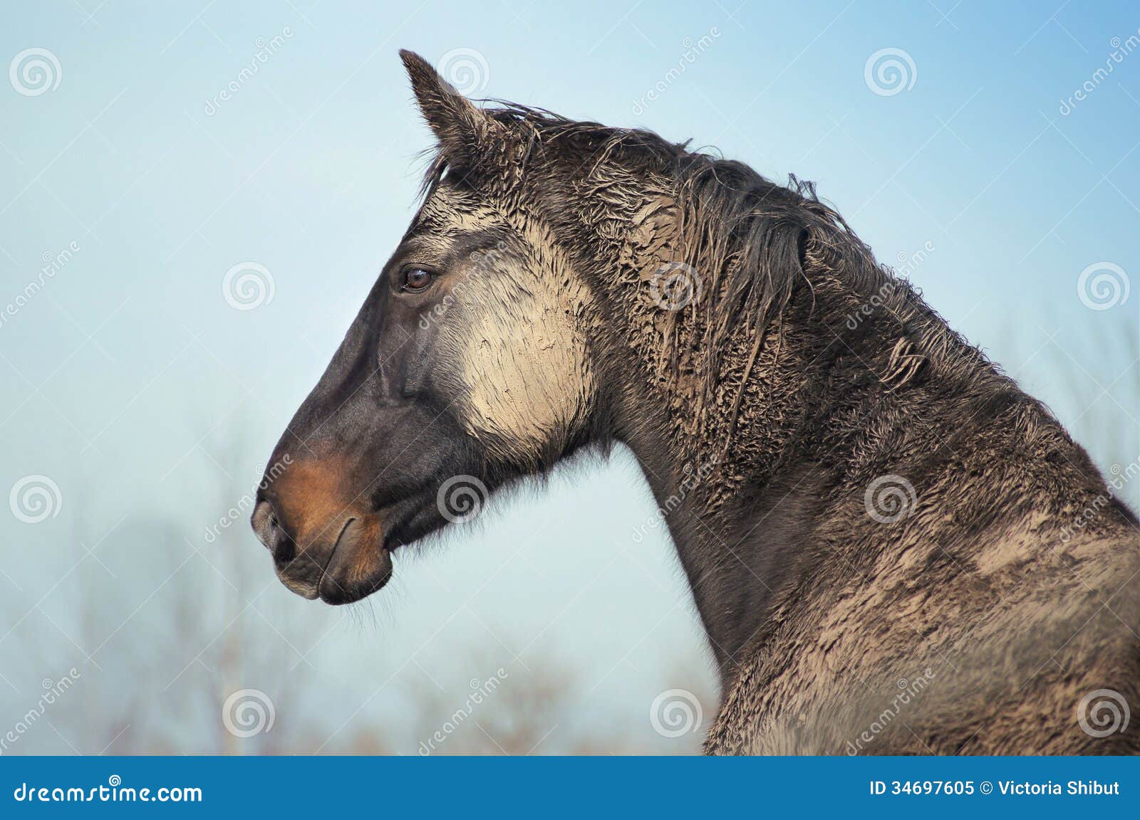 60+ Cavalo Pulando Sujo fotos de stock, imagens e fotos royalty-free -  iStock