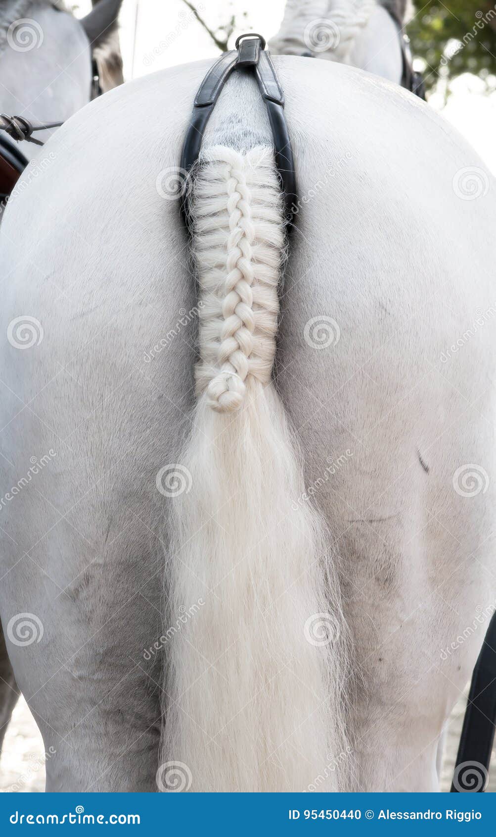 Cavalo: Uma Cauda Da Trança Foto de Stock - Imagem de branco, marrom:  95450440