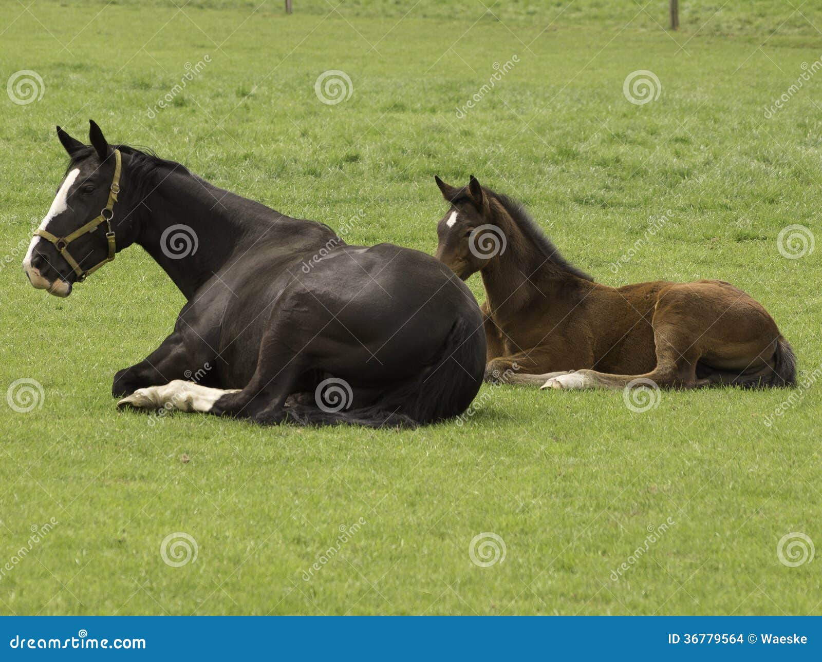 Cavalos bonitos no muensterland alemão