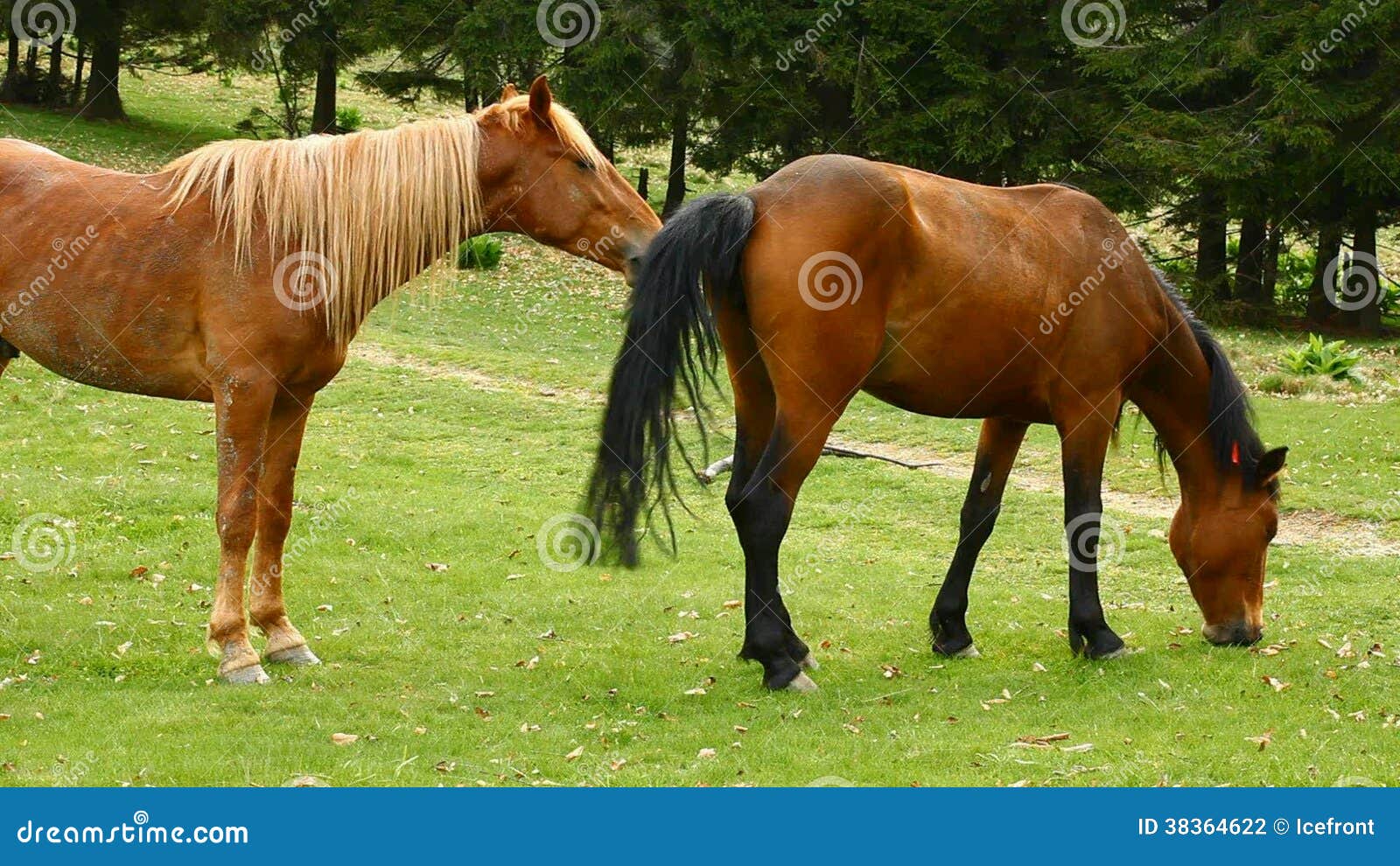 Cavalos cruzando égua